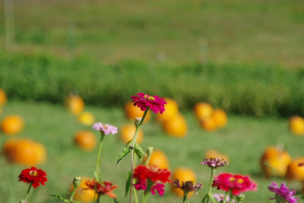 Pumpkin patch